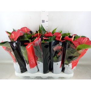 Anthurium andr. 'Querida'
