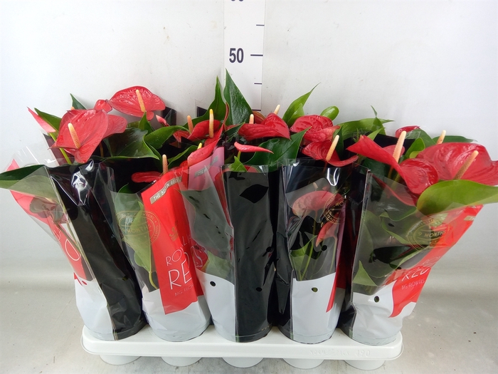 <h4>Anthurium andr. 'Querida'</h4>