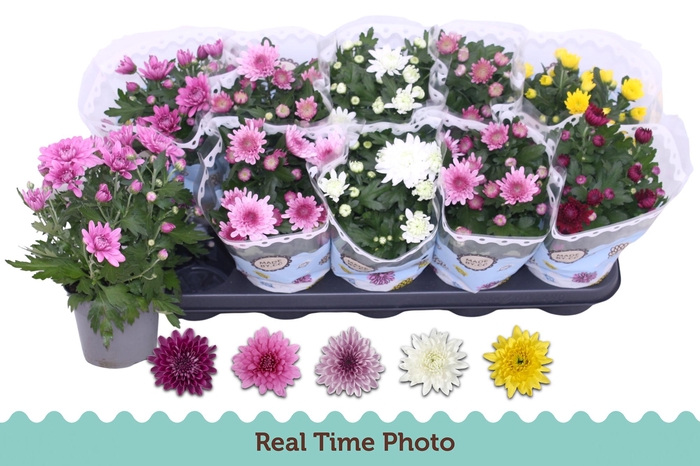 <h4>CHRYS GEVULDBL GEM</h4>