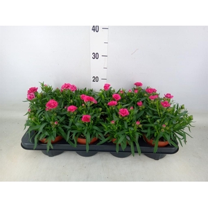 Dianthus  'Oscar Purple Wings'