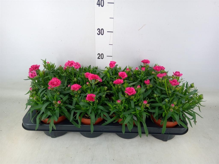 <h4>Dianthus 'Oscar Purple Wings'</h4>