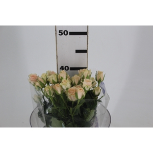 ROSA SPRAY BANDOLEIRO 040 CM CHAMPAGNE/CREME