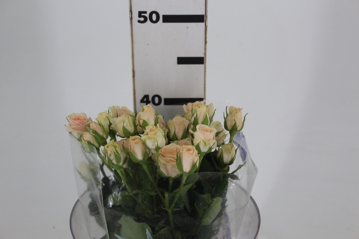 <h4>ROSA SPRAY BANDOLEIRO 040 CM CHAMPAGNE/CREME</h4>