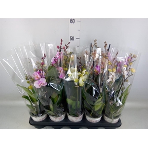 Phalaenopsis   ...mix