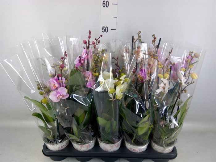 <h4>Phalaenopsis   ...mix</h4>