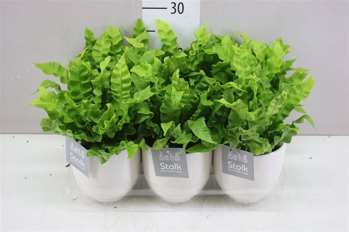<h4>Asplenium Crispy Wave Liv Keramiek</h4>