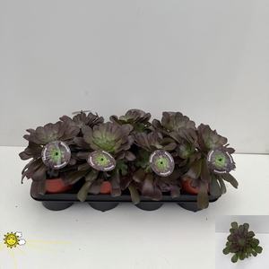 AEONIUM AB VELOURS