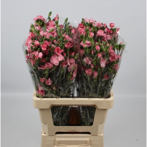 DI TE SOLOMIO ROSE