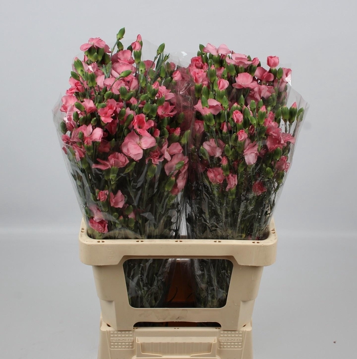 <h4>DI TE SOLOMIO ROSE</h4>