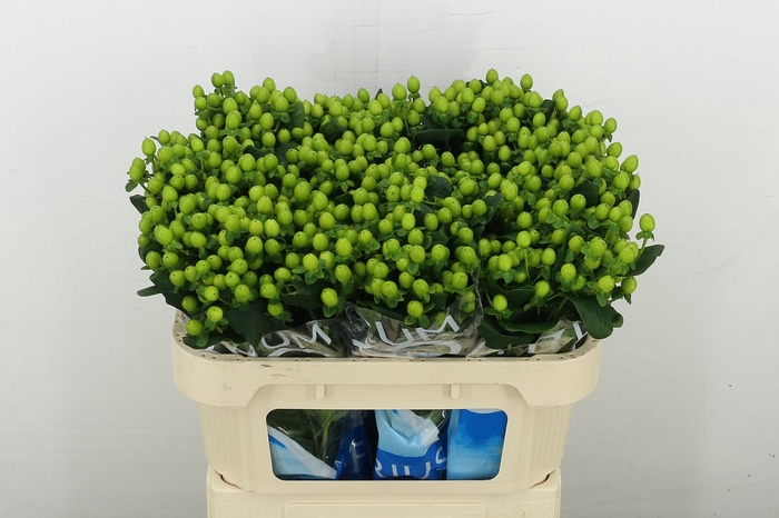 <h4>Hyp Coco Bamboo</h4>