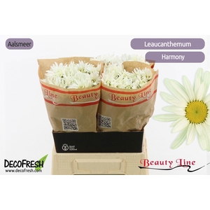 LEUCANTHEMUM S HARMONY