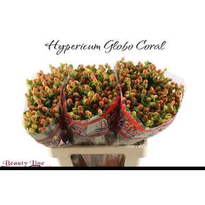 HYP GLOBO CORAL