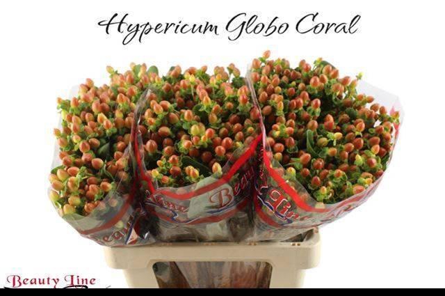 <h4>HYP GLOBO CORAL</h4>