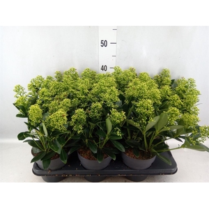 Skimmia jap. 'Finchy'