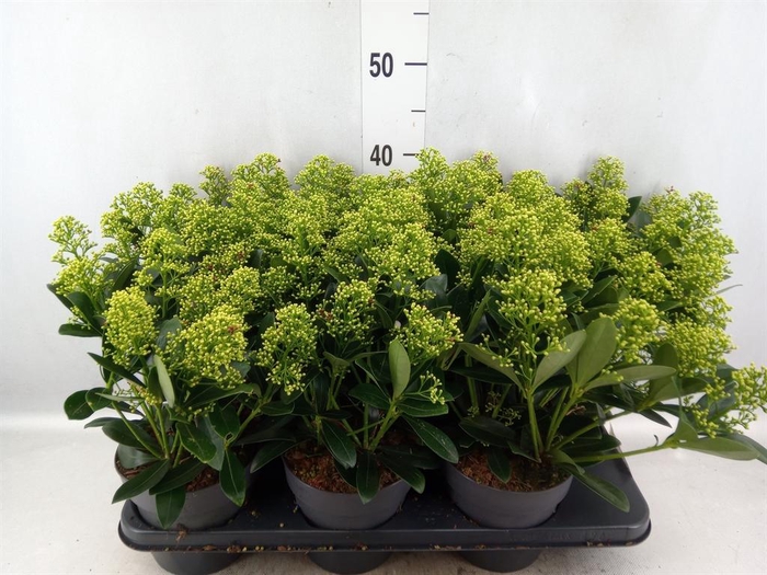<h4>Skimmia jap. 'Finchy'</h4>