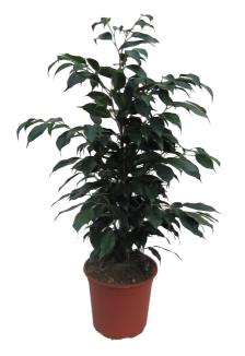 <h4>FICUS BENJAMINA P19</h4>