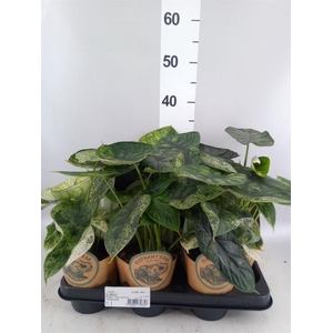 Alocasia   ...