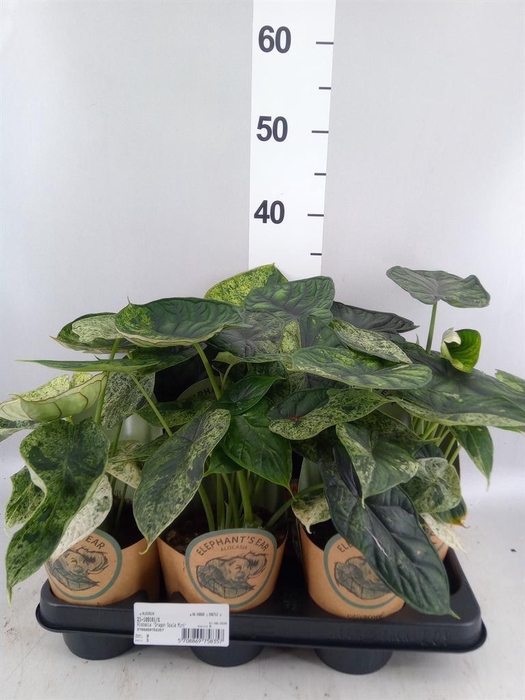 <h4>Alocasia ...</h4>
