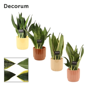 Sansevieria super mix 12 cm in Liam (Coffee blend-collection)
