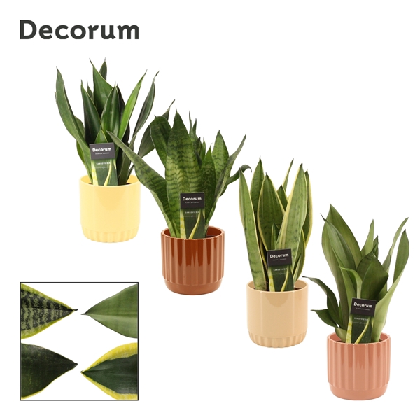 <h4>Sansevieria super mix 12 cm in Liam (Coffee blend-collection)</h4>