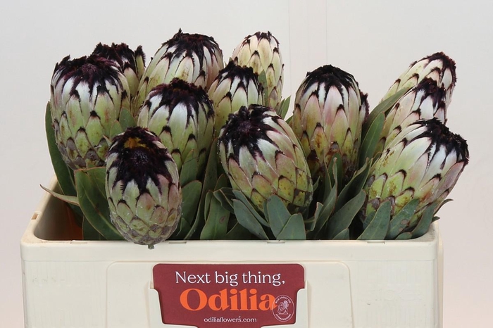 Protea Niobe