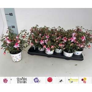 FUCHSIA MIXK