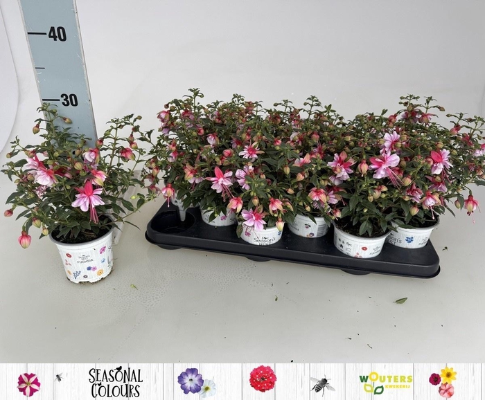 <h4>FUCHSIA MIXK</h4>