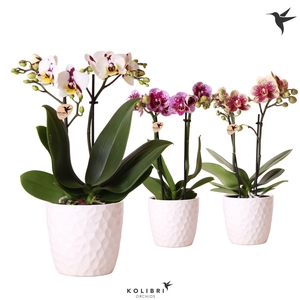 Kolibri Orchids Phalaenopsis Diamond mix 2 spike in Honey pot