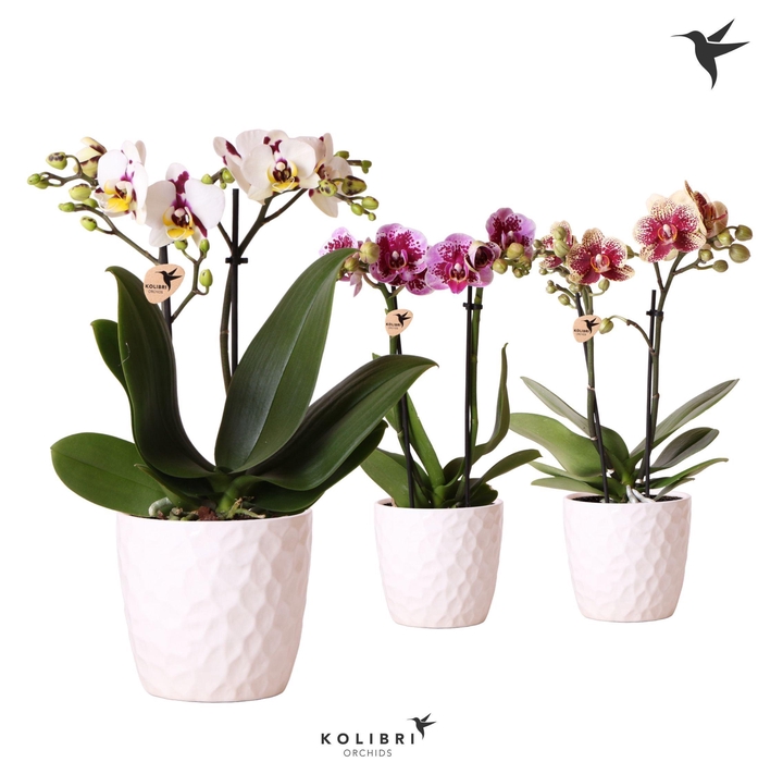 <h4>Kolibri Orchids Phalaenopsis Diamond mix 2 spike in Honey pot</h4>
