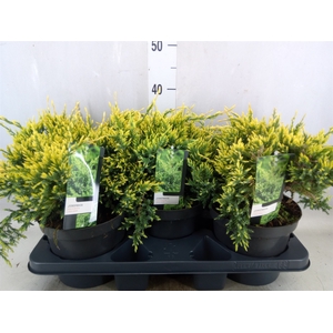 Juniperus squamata 'Holger'