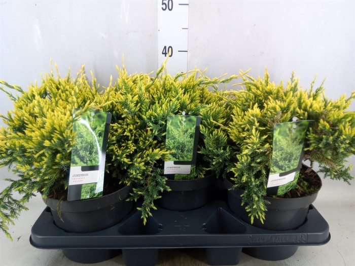 <h4>Juniperus squamata 'Holger'</h4>