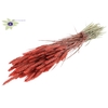 Triticum per bunch Coral