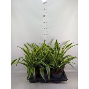 Dracaena fr de 'LemonLime'