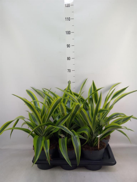 <h4>Dracaena fr de 'LemonLime'</h4>