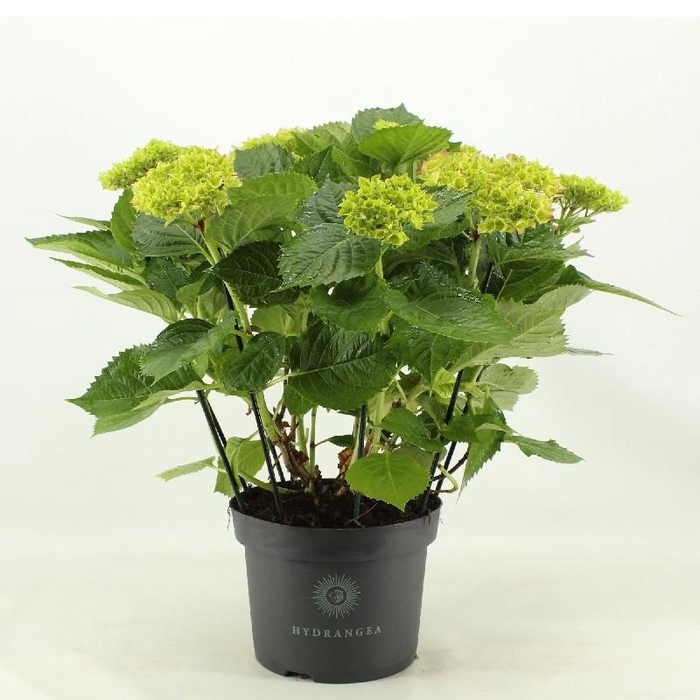 Hydrangea Macrophylla rood 10+, beperkt leverbaar