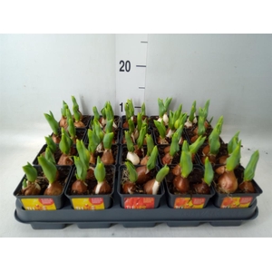 Tulipa DU 'Baby'   ...mix