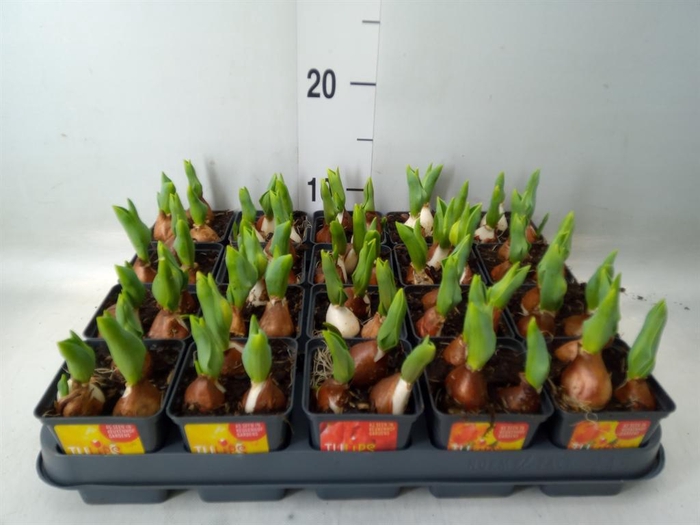 <h4>Tulipa DU 'Baby'   ...mix</h4>