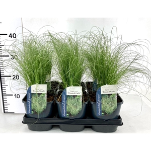 Carex comans Frosted Curls