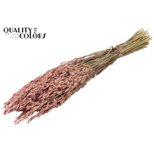 Avena per bunch Frosted Pink