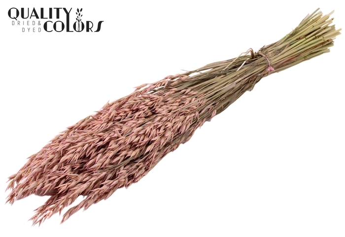 <h4>Avena per bunch Frosted Pink</h4>