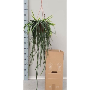 Rhipsalis   ...