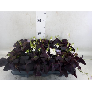 Oxalis trian.