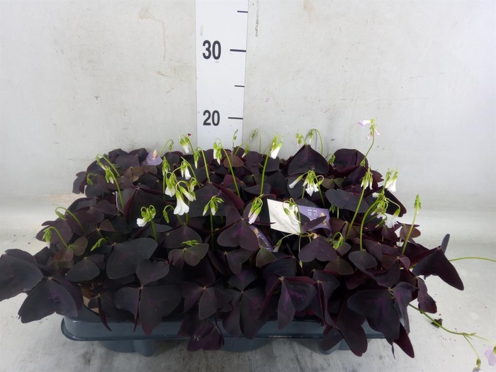 <h4>Oxalis trian.</h4>