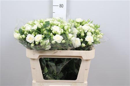 <h4>Rosa TR 'Josephine'</h4>