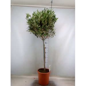 Olea europaea