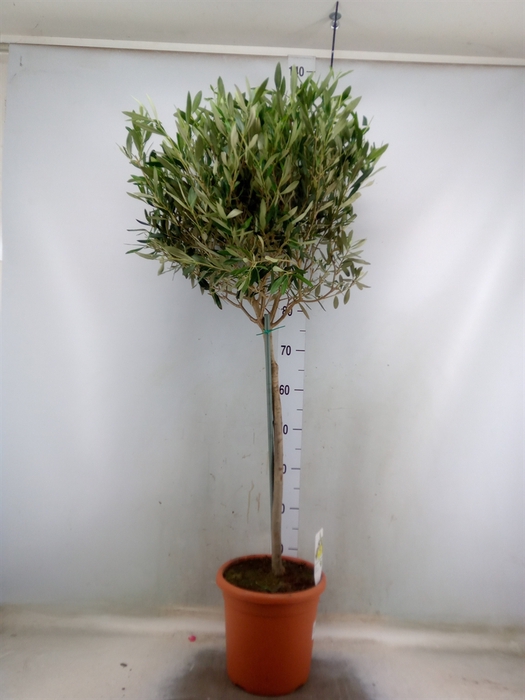 <h4>Olea europaea</h4>