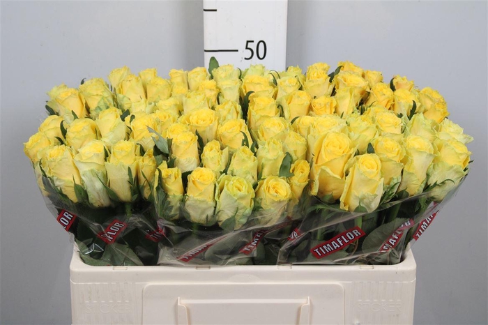 <h4>R Gr Good Times</h4>