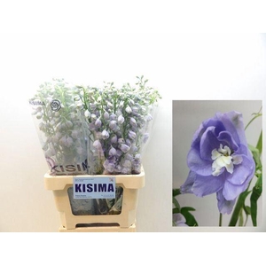 DELPHINIUM DU 'MAGICFOUNT LAVENDER'