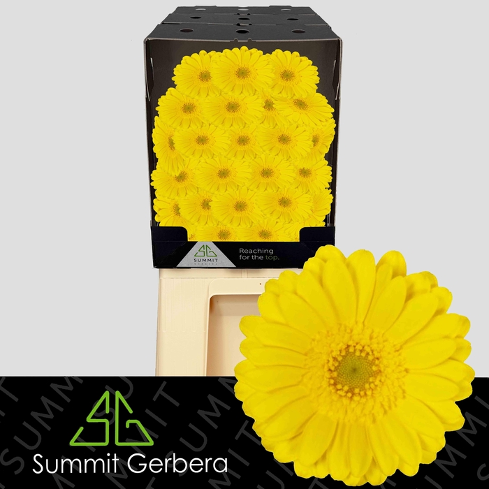 <h4>Germini Moreno Diamond</h4>