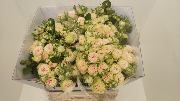 <h4>R TR SWEET GISELLE!</h4>